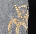 Ophiura sp. LAMARCK 1801 - Bild © FossNet FossilienStore